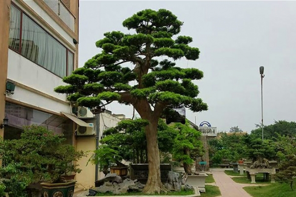 Sân vườn biệt thự Quận Tân Phú