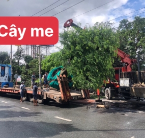 Cây Me Kiểng