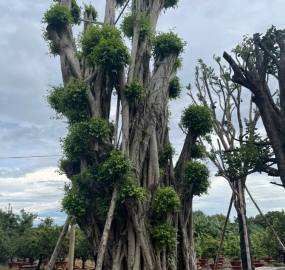 Cây Si Bông