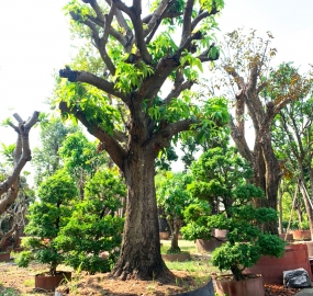 Cây Xoài Phan Thiết