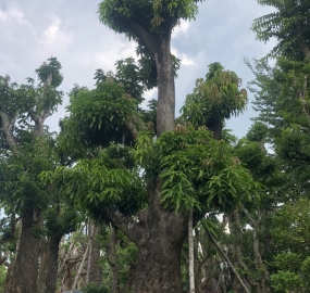 Xoài Thanh Ca