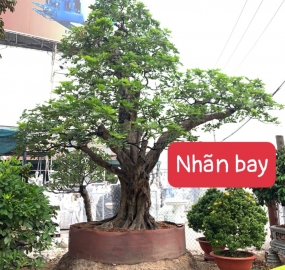 Cây nhãn bay