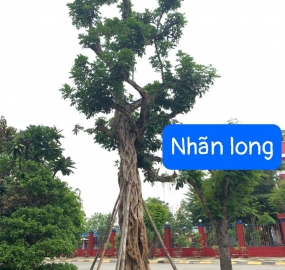 Nhãn Long