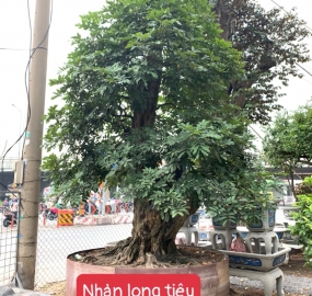 Nhãn long tiêu đường