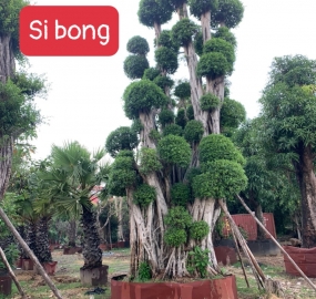 Cây si bong