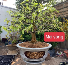 Cây Mai vàng