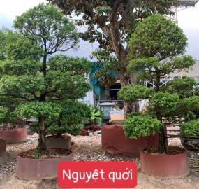 Cây Nguyệt Quới